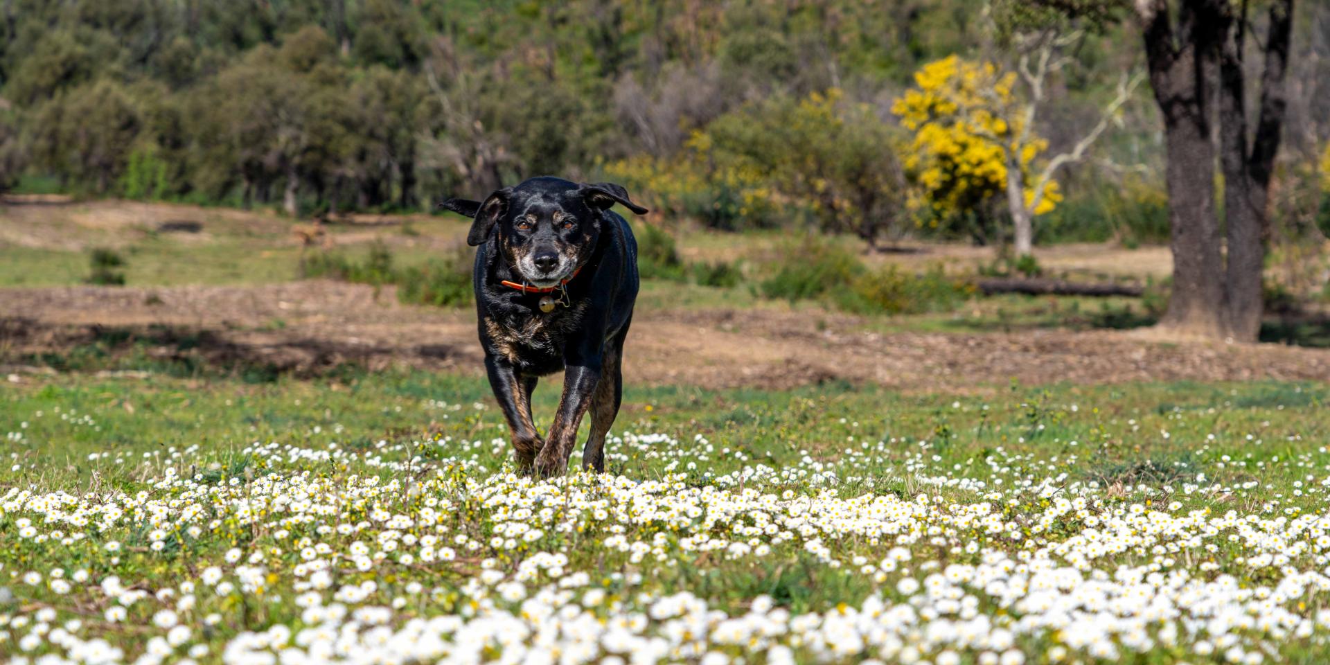 Me Balader Avec Mon Chien Grimaud Tourisme Le Charme De La Provence