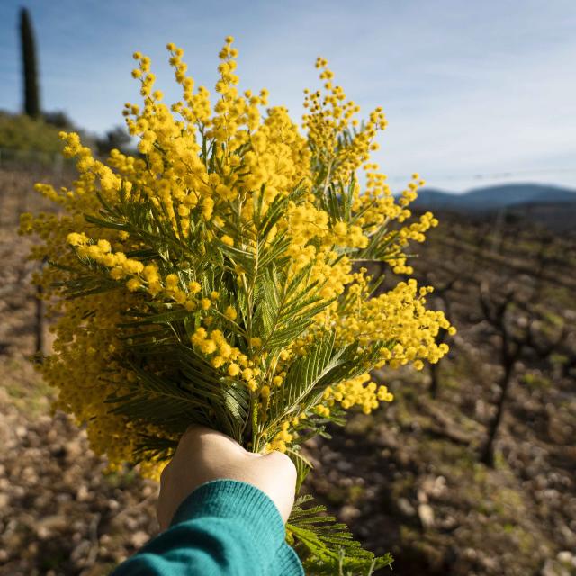 Mimosa Provence Grimaud Var (14)