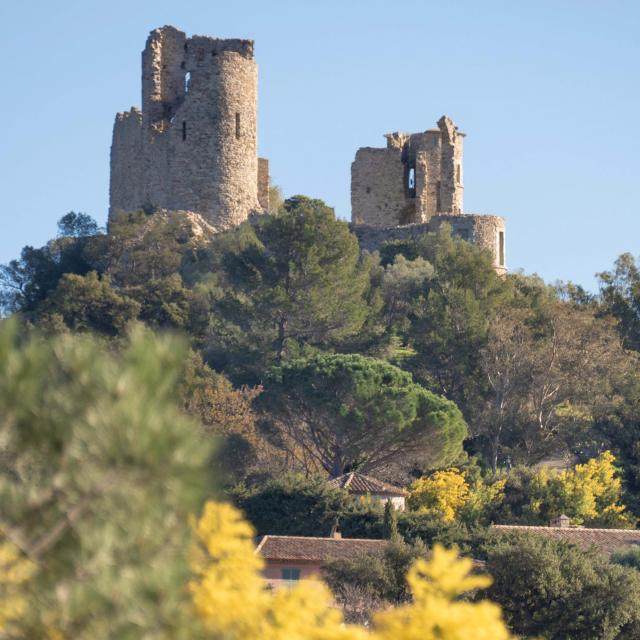 Mimosa Provence Grimaud Var (5)