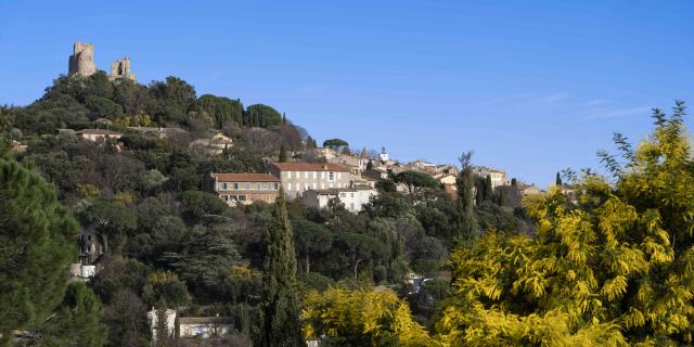 Mimosa Provence Grimaud Var (8)