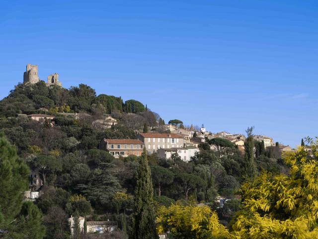 Mimosa Provence Grimaud Var (8)