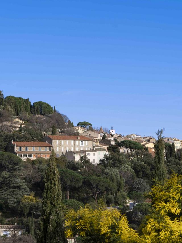 Mimosa Provence Grimaud Var (8)