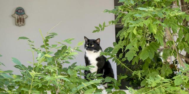 Chat Grimaud Provence (19)