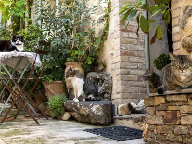 Chat Grimaud Provence (21)