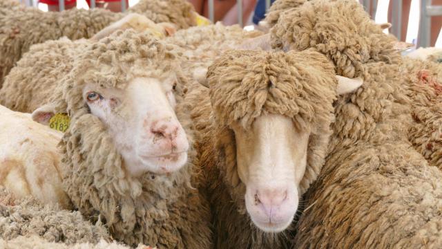 Foire De La Laine Grimaud Provence (1)