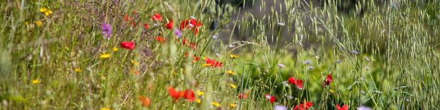 Massif Des Maures Grimaud Var Provence (10)