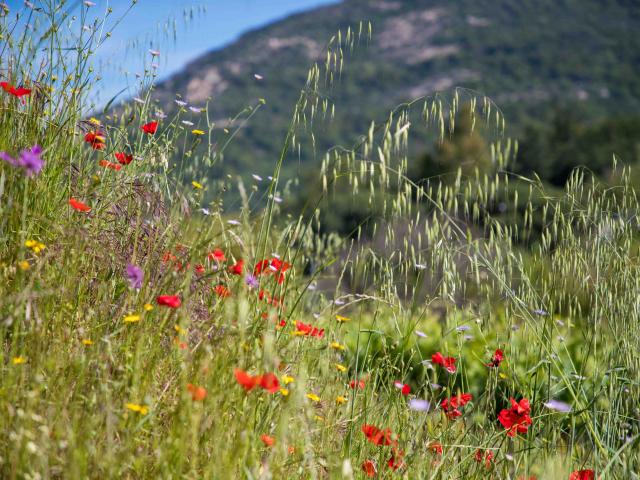 Massif Des Maures Grimaud Var Provence (10)