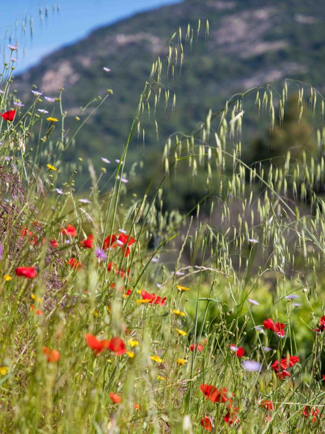 Massif Des Maures Grimaud Var Provence (10)