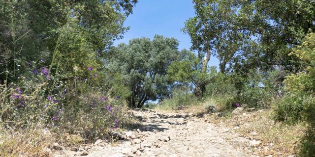 Massif Des Maures Grimaud Var Provence (21)