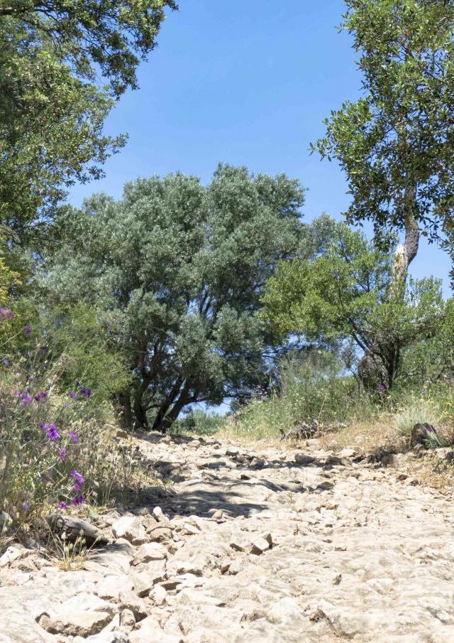 Massif Des Maures Grimaud Var Provence (21)