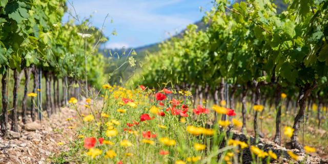 Massif Des Maures Grimaud Var Provence (7)