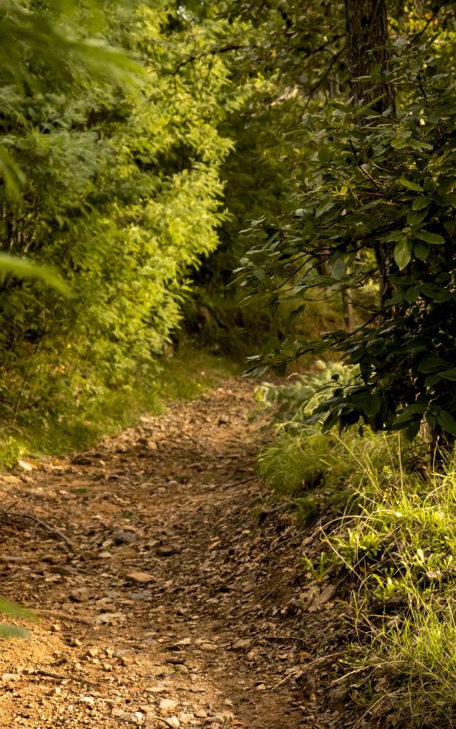 Sentier Calade Grimaud Var (6)