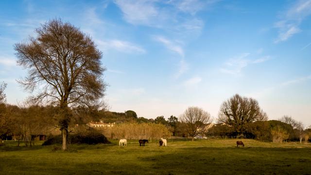 Sentier Castellane Grimaud Var (12)