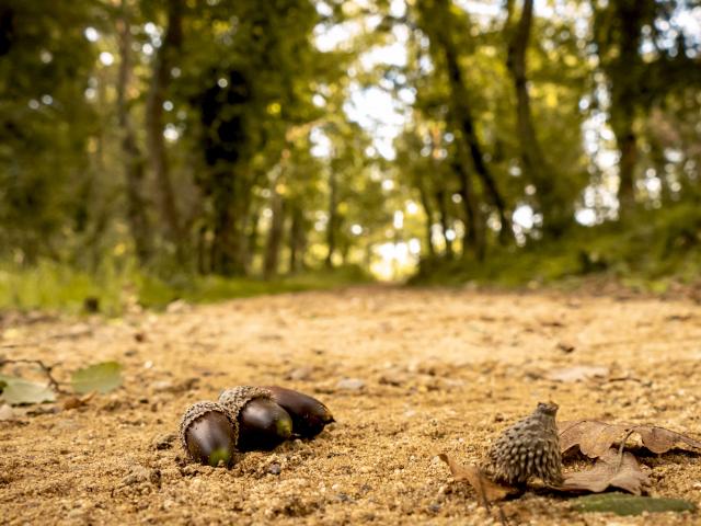 Sentier Pierredon Var (1)