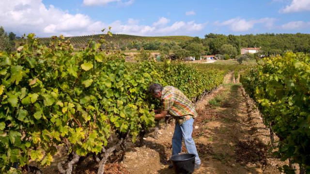 Vignoble Provence Grimaud Var (1)