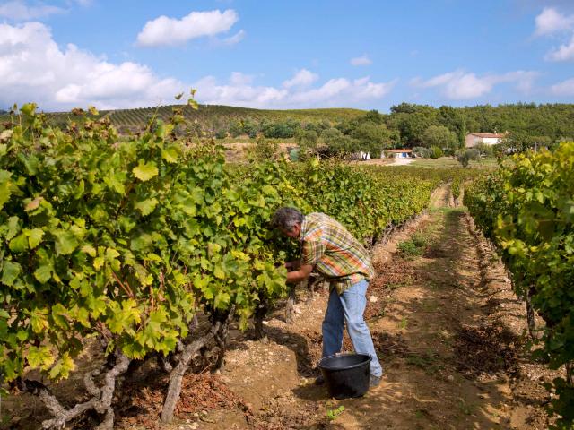 Vignoble Provence Grimaud Var (1)