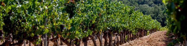 Vignoble Provence Grimaud Var (3)