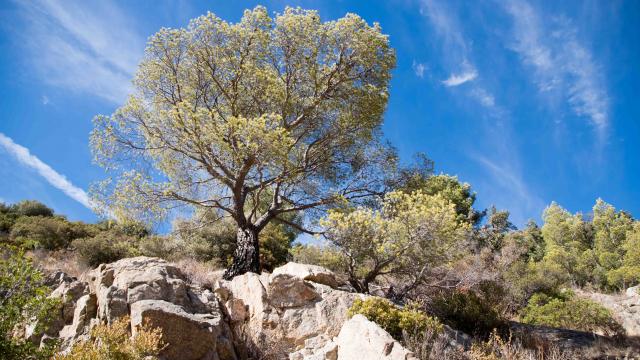 Massif Des Maures Grimaud Var Provence (40)