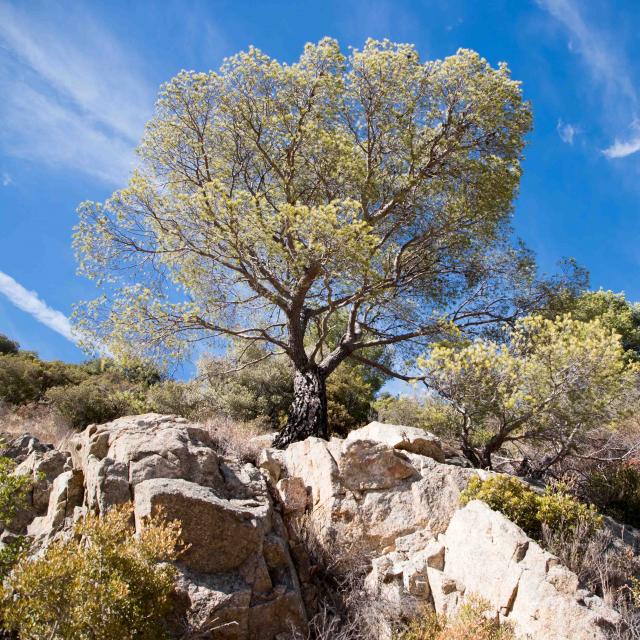 Massif Des Maures Grimaud Var Provence (40)