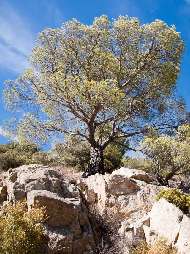 Massif Des Maures Grimaud Var Provence (40)