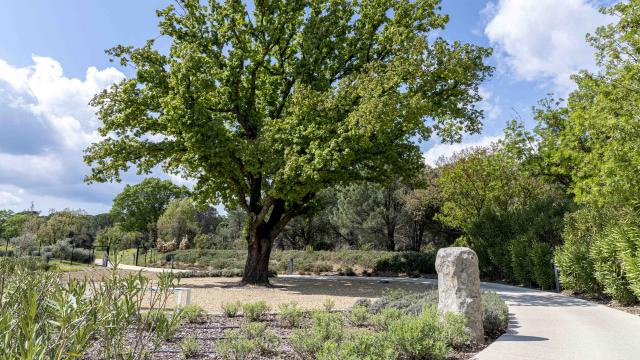 Menhirs En Provence Grimaud Var (5)