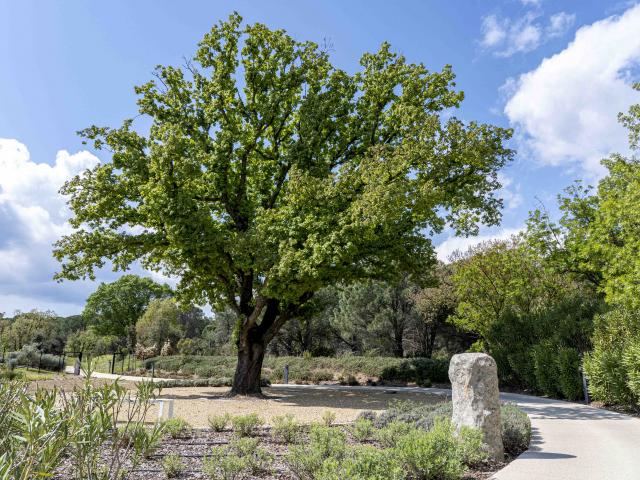 Menhirs En Provence Grimaud Var (5)