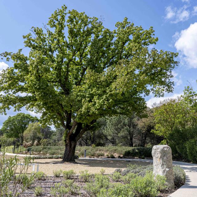 Menhirs En Provence Grimaud Var (5)