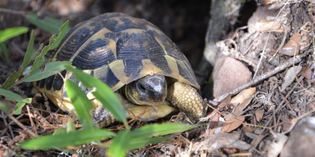 Tortue Hermann Massif Des Maures (5)