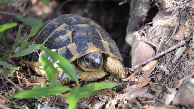 Tortue Hermann Massif Des Maures (5)