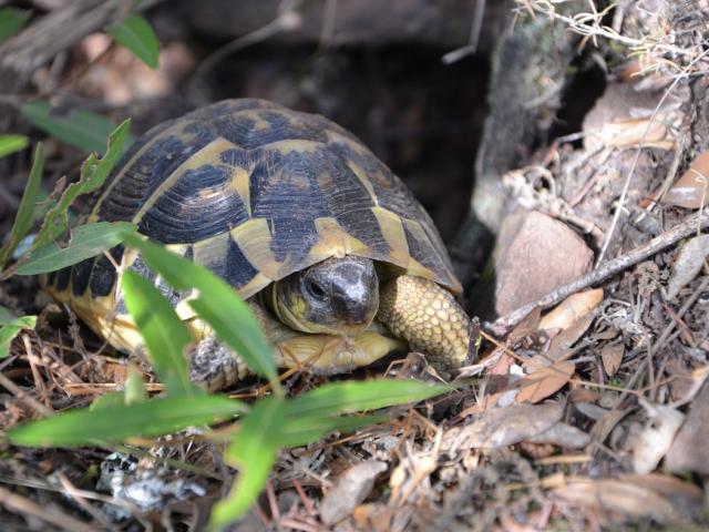 Tortue Hermann Massif Des Maures (5)