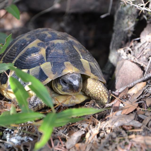 Tortue Hermann Massif Des Maures (5)