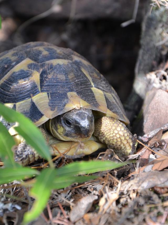 Tortue Hermann Massif Des Maures (5)