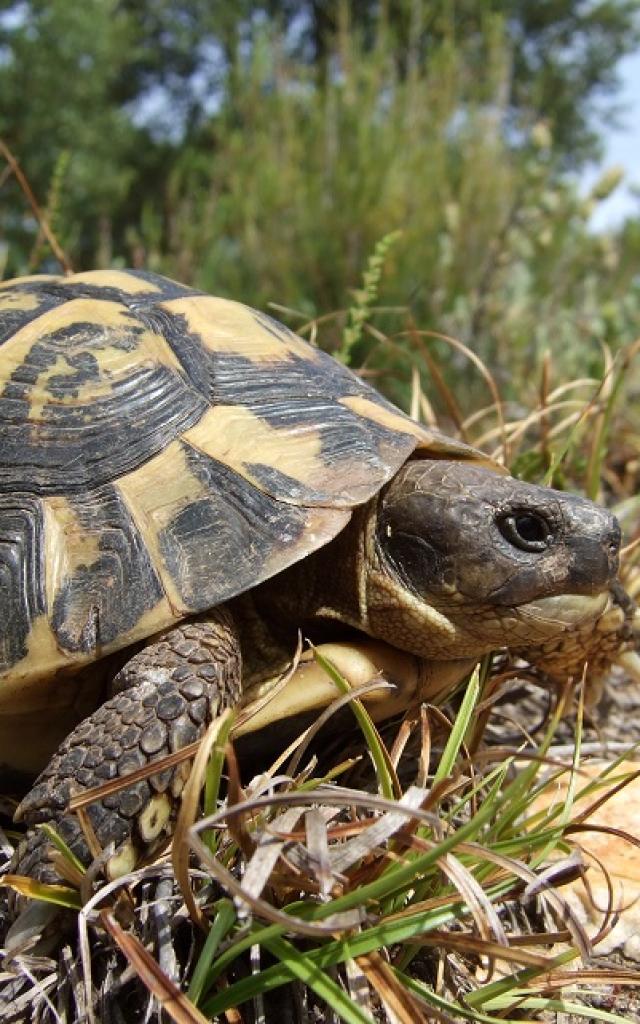 Tortue Hermann Massif Des Maures (6)