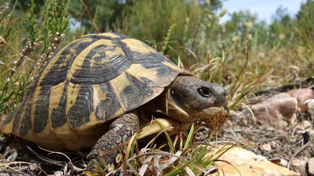 Tortue Hermann Massif Des Maures (6)