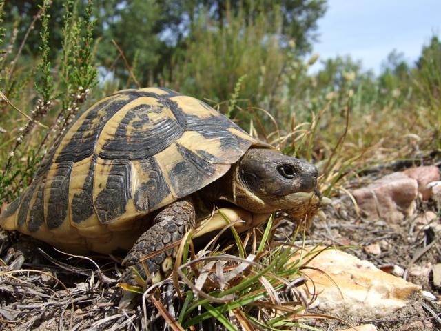 Tortue Hermann Massif Des Maures (6)