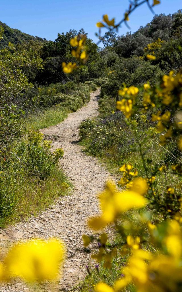 Massif Des Maures Grimaud Var Provence (42)