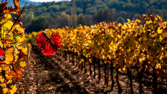 Automne Grimaud Var Provence (27)