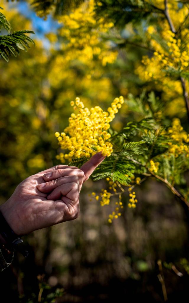 Mimose Provence Grimaud (17)