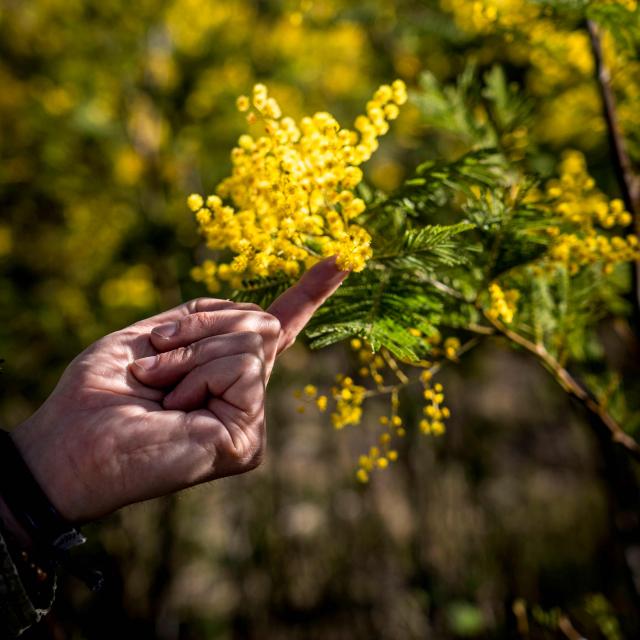 Mimosa Provence Grimaud (17)