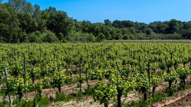 Sentier Peyron Grimaud Var (20)