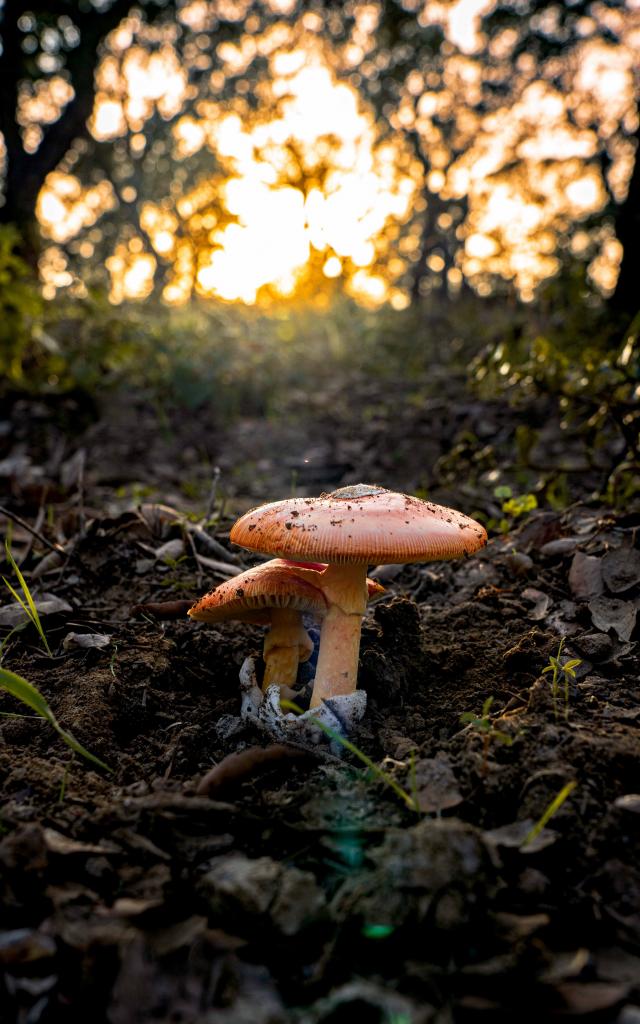 Cueillette Champignons Var Grimaud (2)