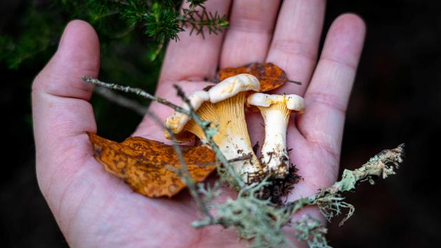 Cueillette Champignons Var Grimaud (4)