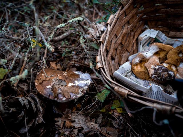 Cueillette Champignons Var Grimaud (6)