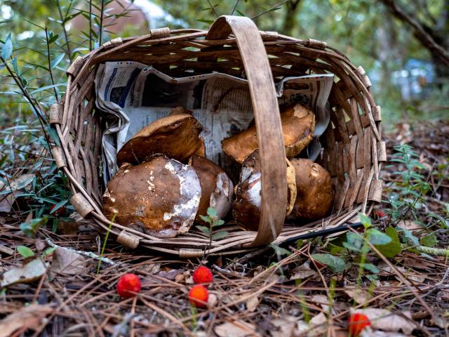 Cueillette Champignons Var Grimaud (7)