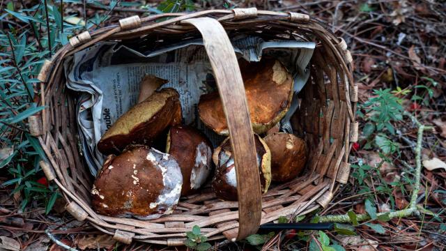 Cueillette Champignons Var Grimaud (9)