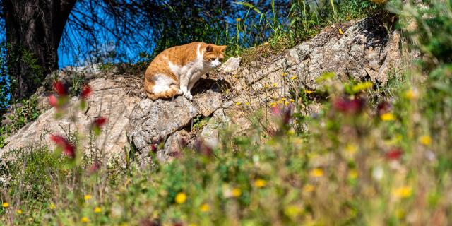 Chat Grimaud Provence 28