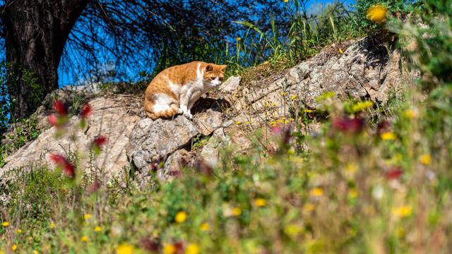 Chat Grimaud Provence 28