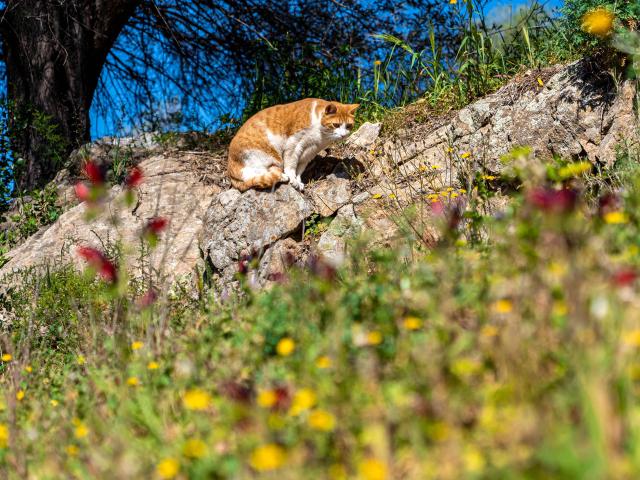 Chat Grimaud Provence 28