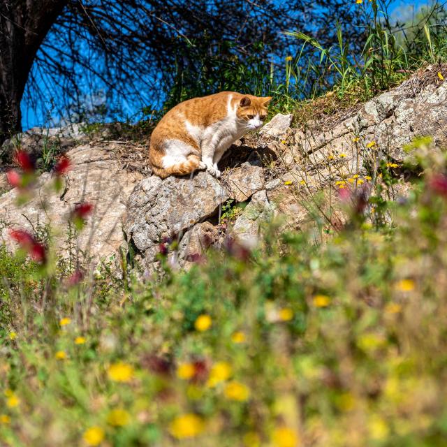 Chat Grimaud Provence 28