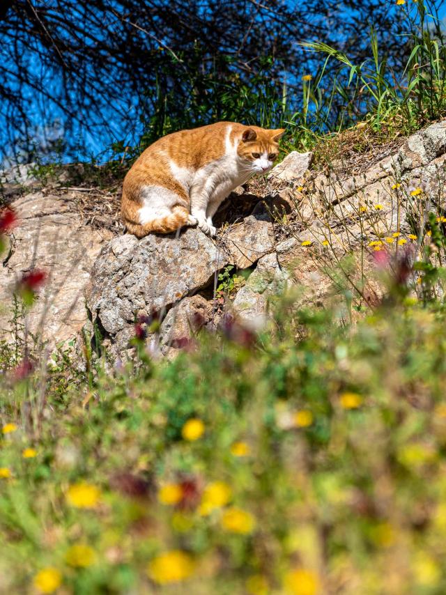 Chat Grimaud Provence 28